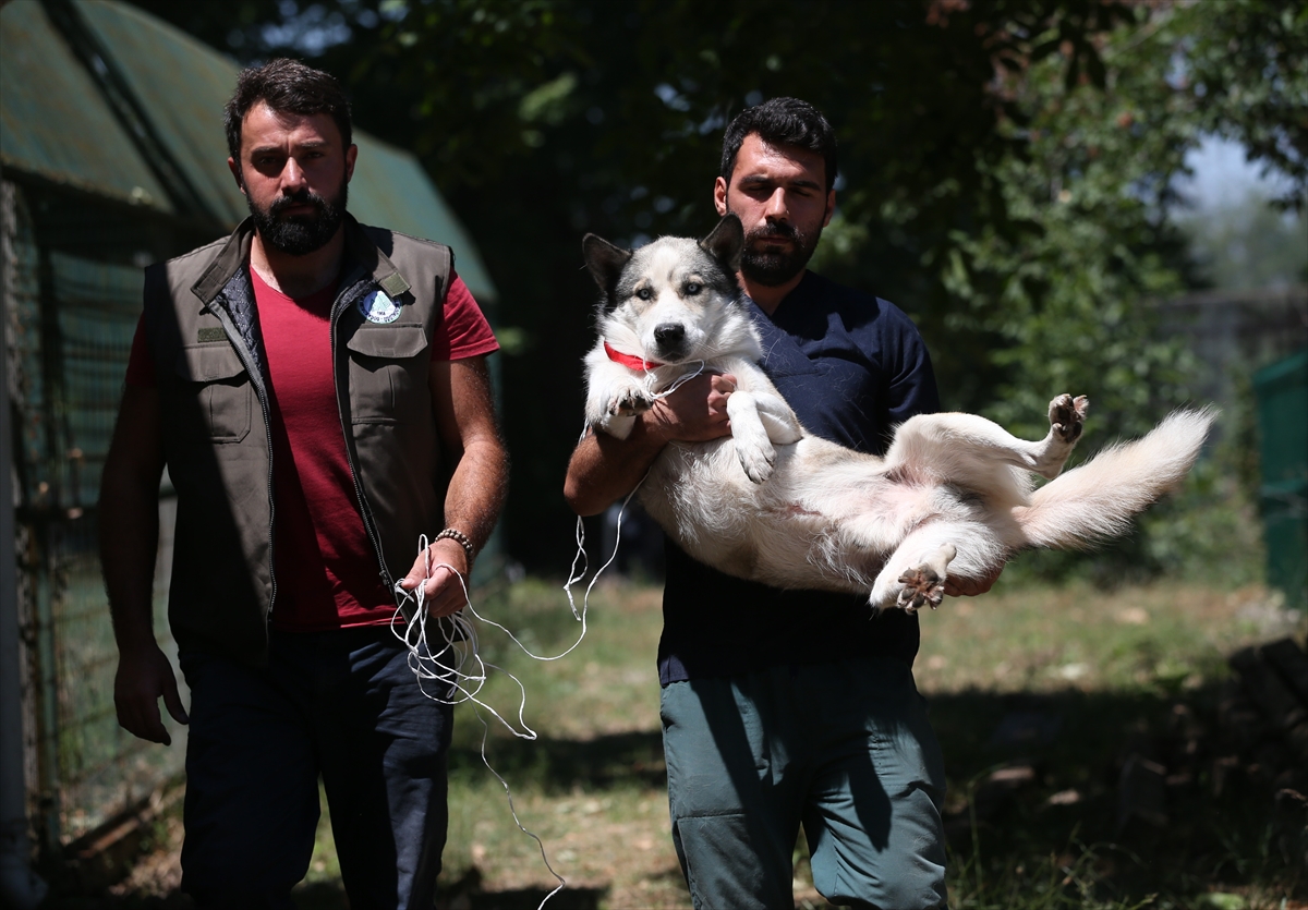 Suriye'deki savaş mağduru hayvanlar Türkiye'de - 22