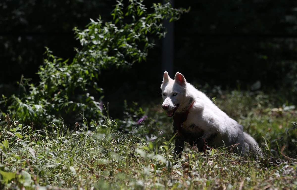 Suriye'deki savaş mağduru hayvanlar Türkiye'de - 25
