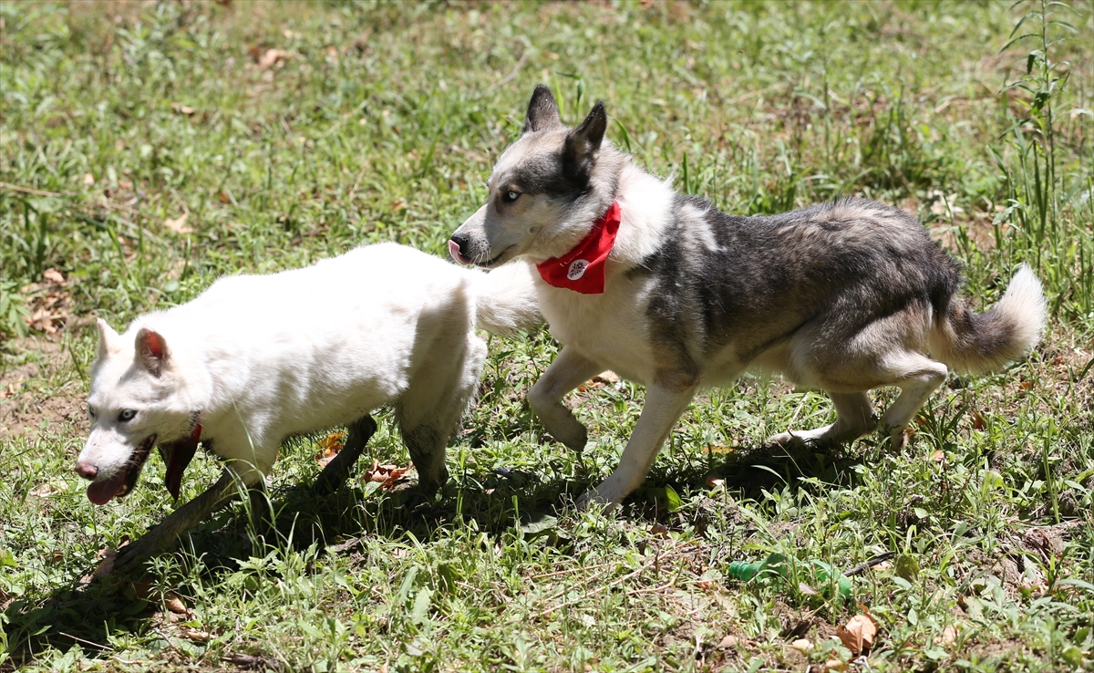 Suriye'deki savaş mağduru hayvanlar Türkiye'de - 15