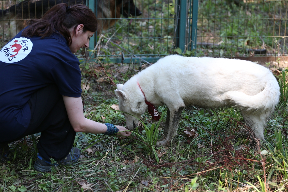 Suriye'deki savaş mağduru hayvanlar Türkiye'de - 11