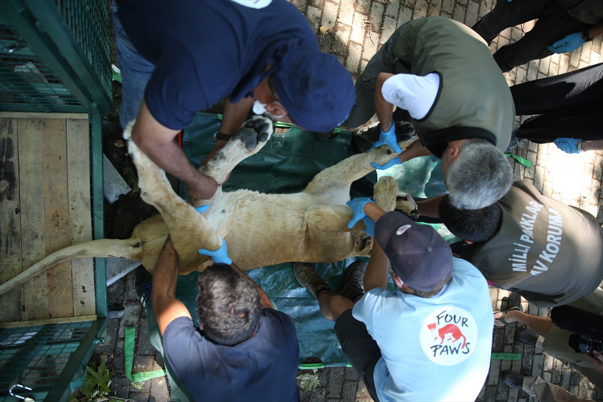 Suriye'deki savaş mağduru hayvanlar Türkiye'de - 10