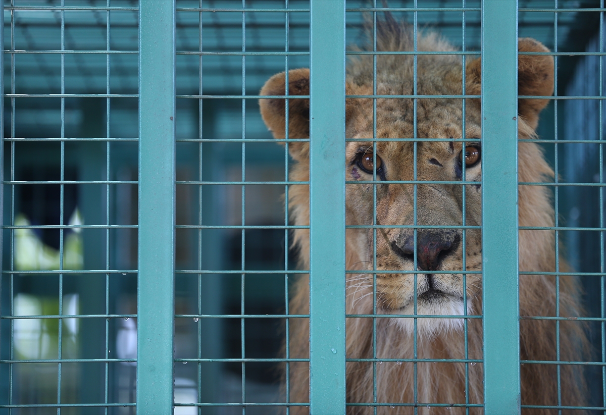 Suriye'deki savaş mağduru hayvanlar Türkiye'de - 6