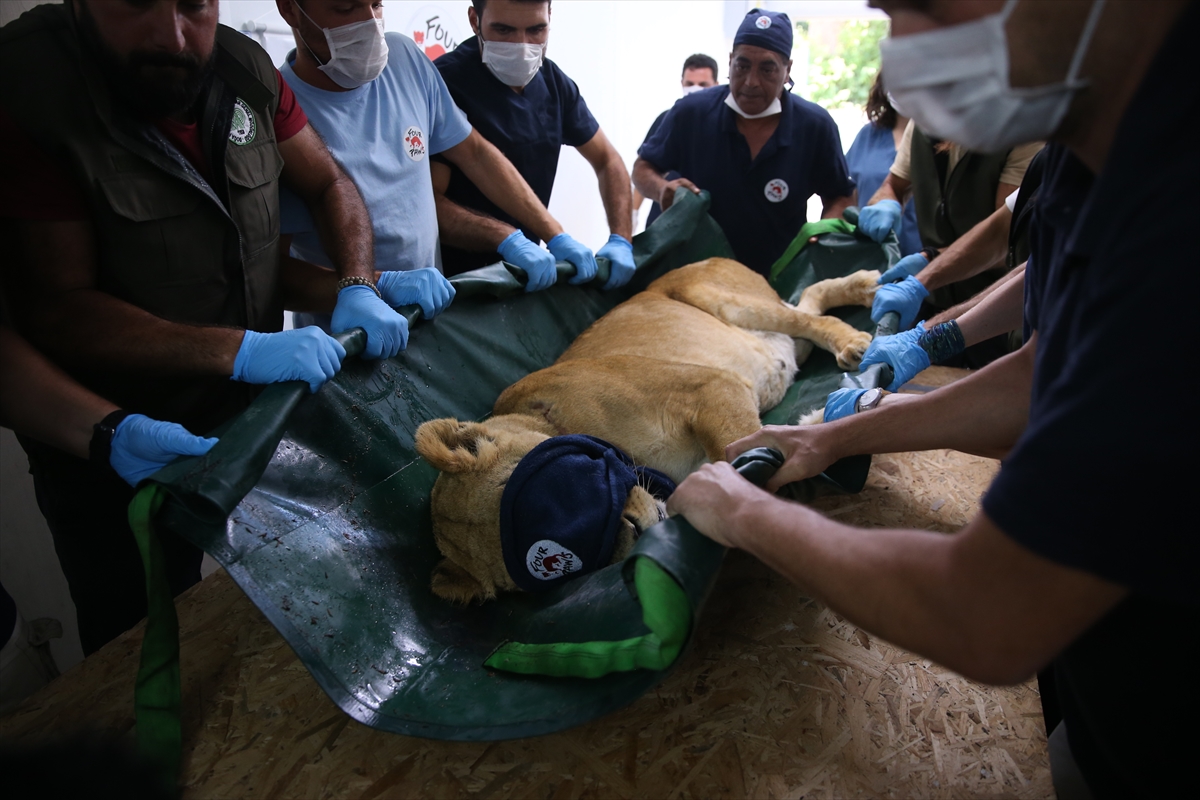 Suriye'deki savaş mağduru hayvanlar Türkiye'de - 23