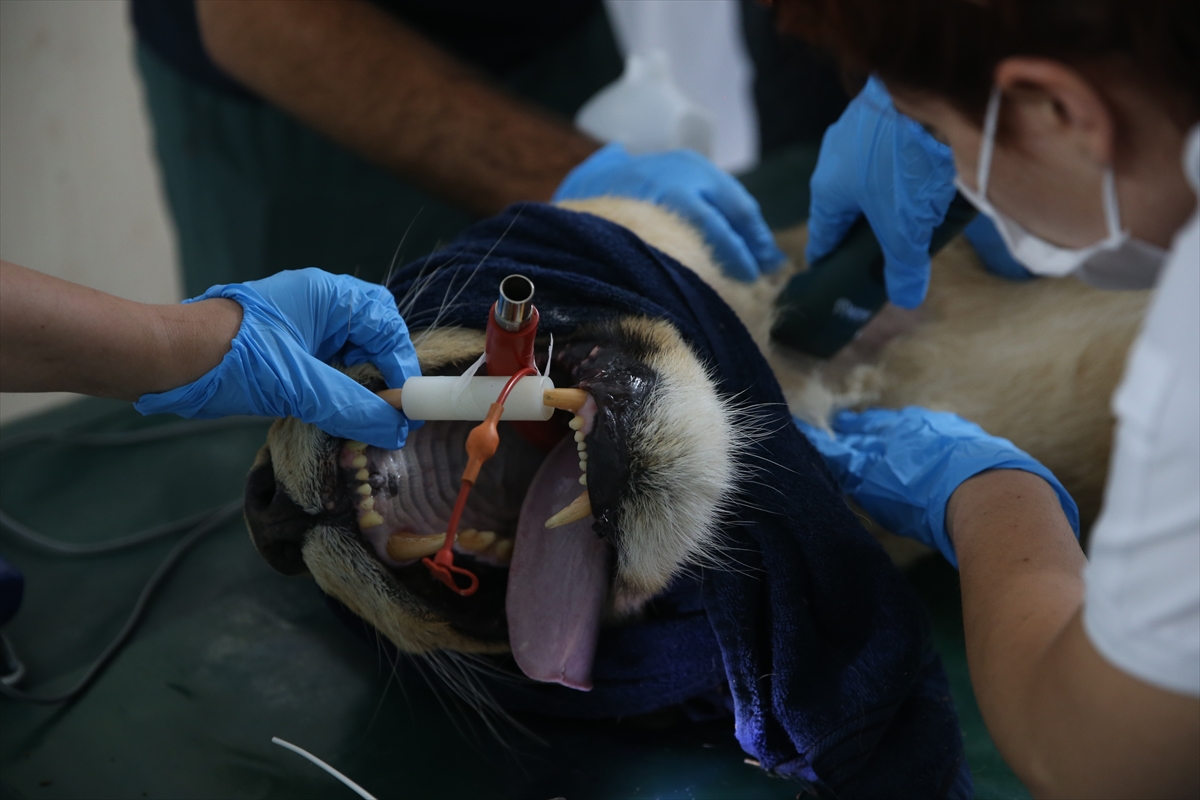 Suriye'deki savaş mağduru hayvanlar Türkiye'de - 27