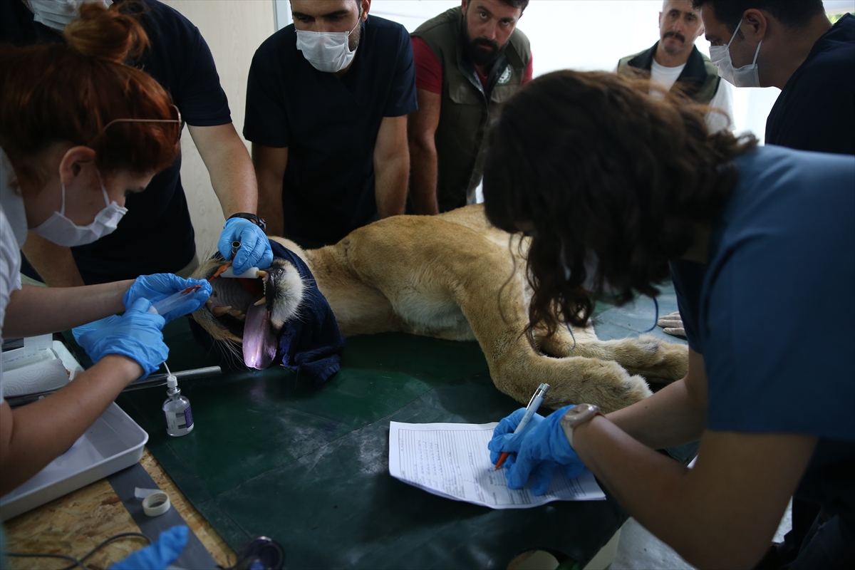 Suriye'deki savaş mağduru hayvanlar Türkiye'de - 16