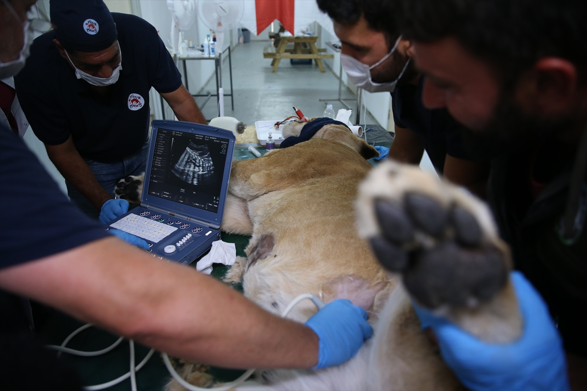 Suriye'deki savaş mağduru hayvanlar Türkiye'de - 17