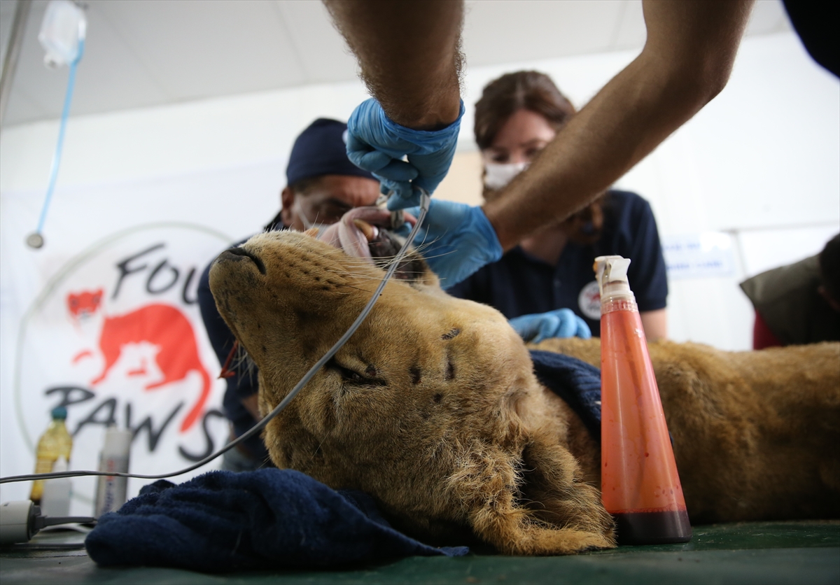 Suriye'deki savaş mağduru hayvanlar Türkiye'de - 13