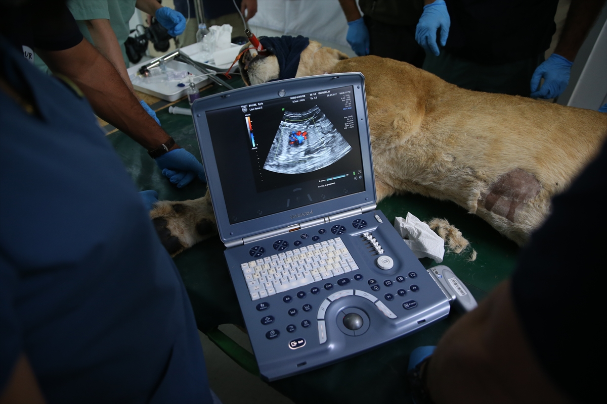 Suriye'deki savaş mağduru hayvanlar Türkiye'de - 14