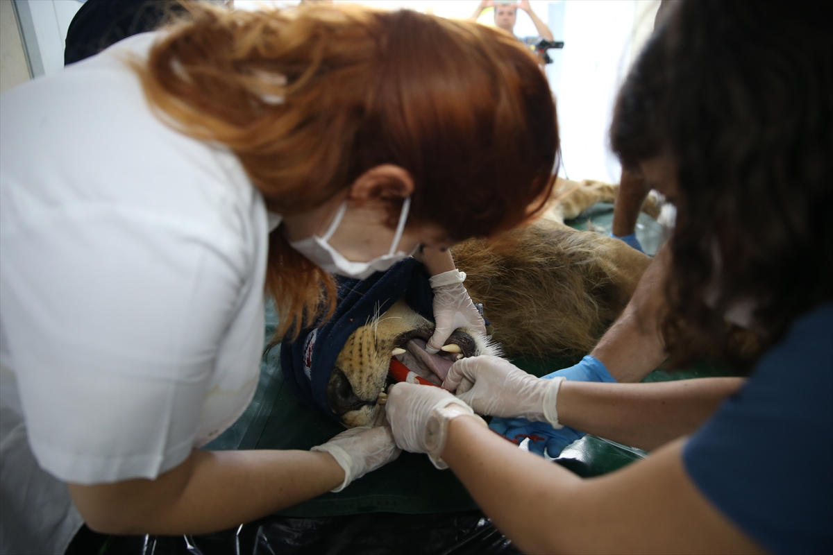 Suriye'deki savaş mağduru hayvanlar Türkiye'de - 28