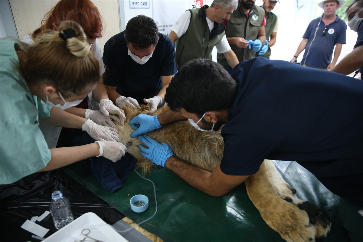 Suriye'deki savaş mağduru hayvanlar Türkiye'de - 24