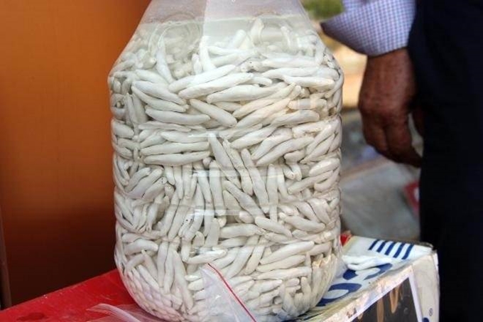 Kenger sakızı her derde deva! - 1