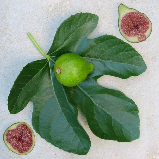 İncirin mucizevi faydaları - 4