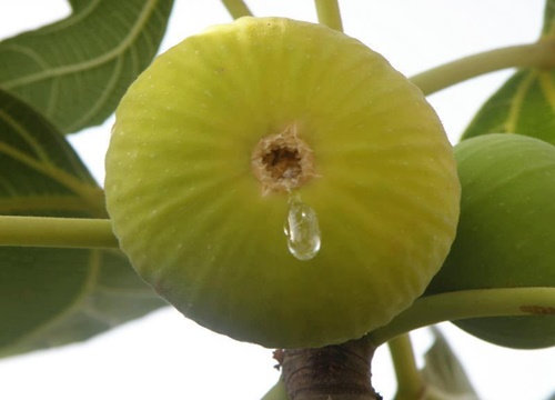 İncirin mucizevi faydaları - 9