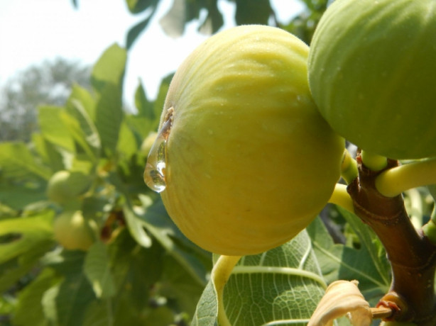 İncirin mucizevi faydaları - 14