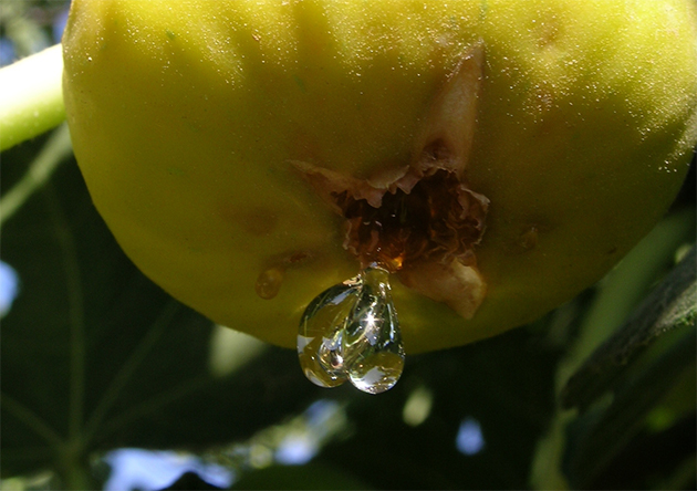 İncirin mucizevi faydaları - 20