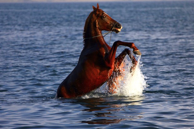 Van Gölü'nde yarışacaklar - 6