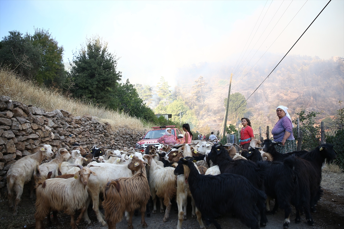 Muğla'daki orman yangını kontrol altına alındı - 5