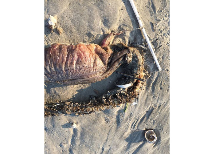 ABD'de kasırga, gizemli yaratığı kıyıya vurdu - 1