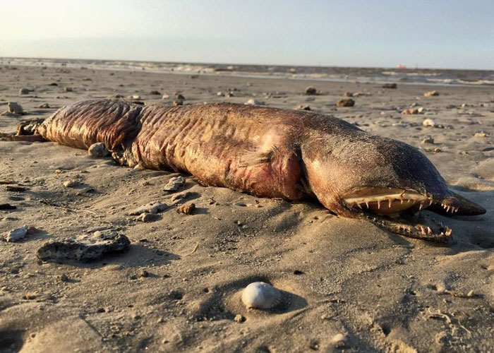 ABD'de kasırga, gizemli yaratığı kıyıya vurdu - 2