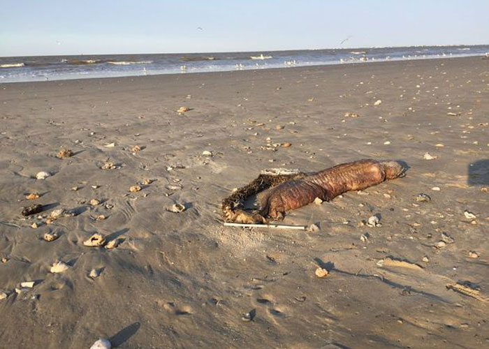 ABD'de kasırga, gizemli yaratığı kıyıya vurdu - 3