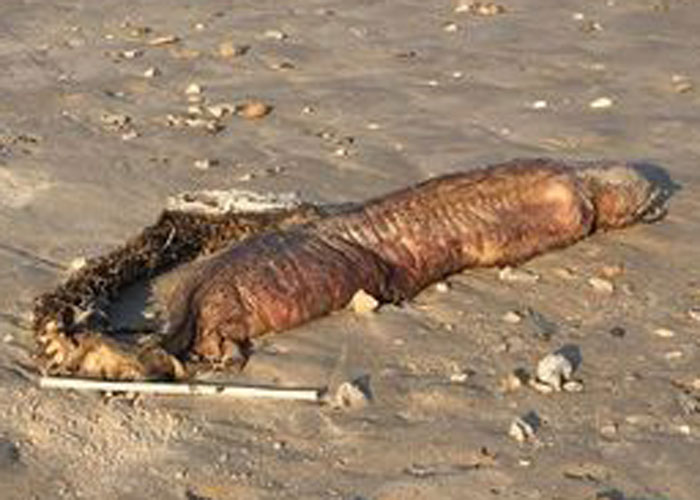 ABD'de kasırga, gizemli yaratığı kıyıya vurdu - 4