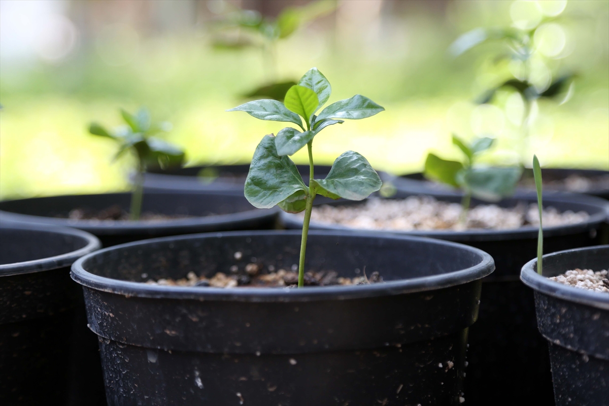 Kahve artık Toroslar'dan gelecek - 0