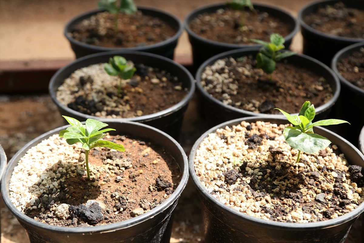 Kahve artık Toroslar'dan gelecek - 0