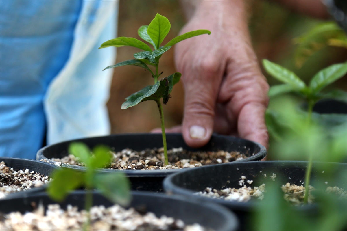 Kahve artık Toroslar'dan gelecek - 0