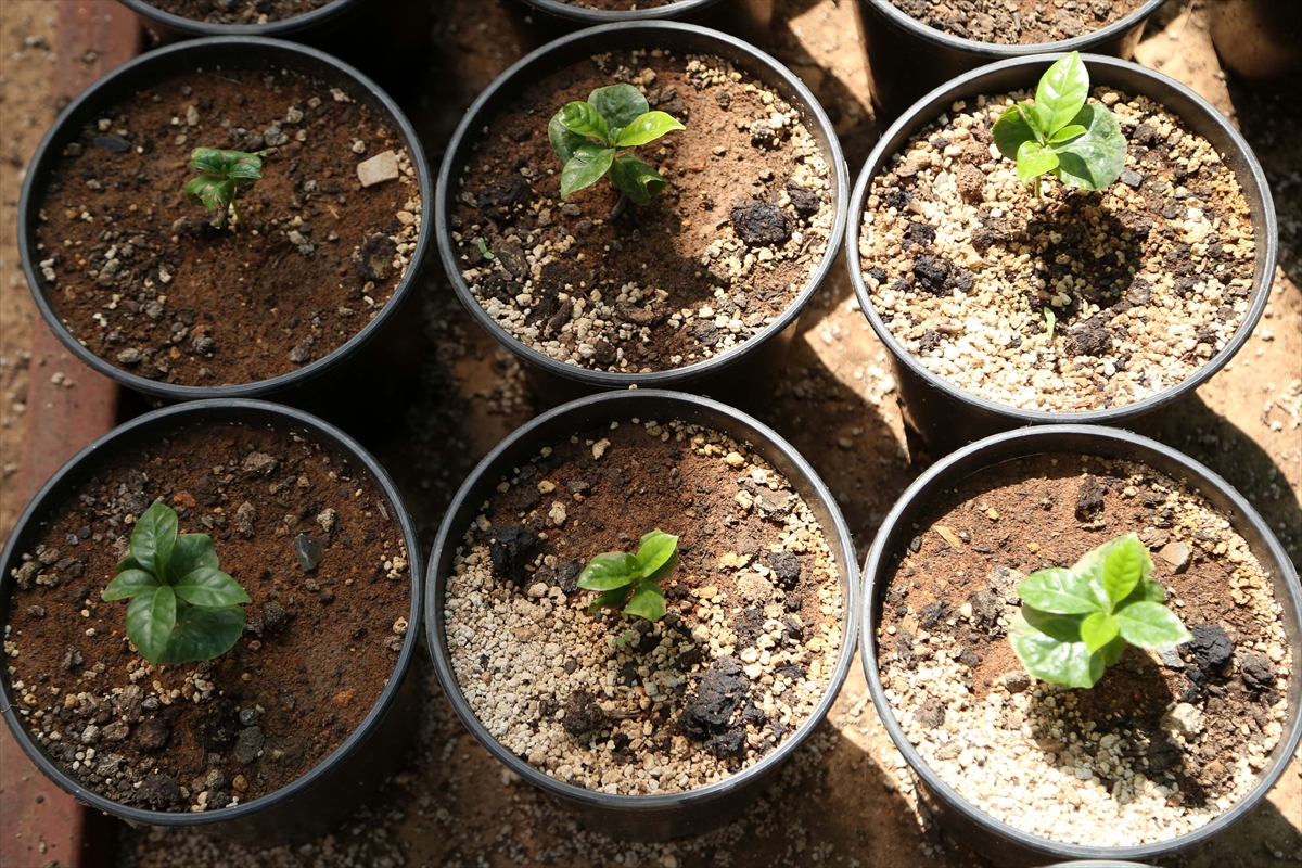 Kahve artık Toroslar'dan gelecek - 0