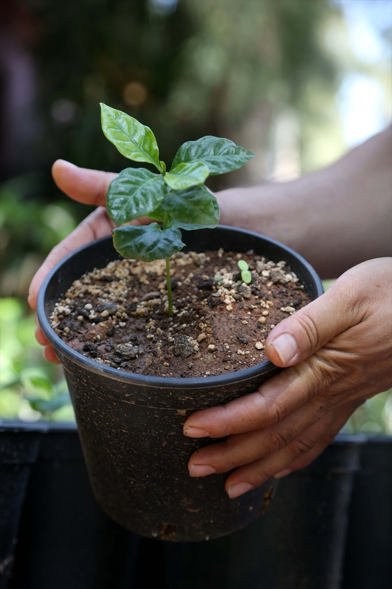 Kahve artık Toroslar'dan gelecek - 0