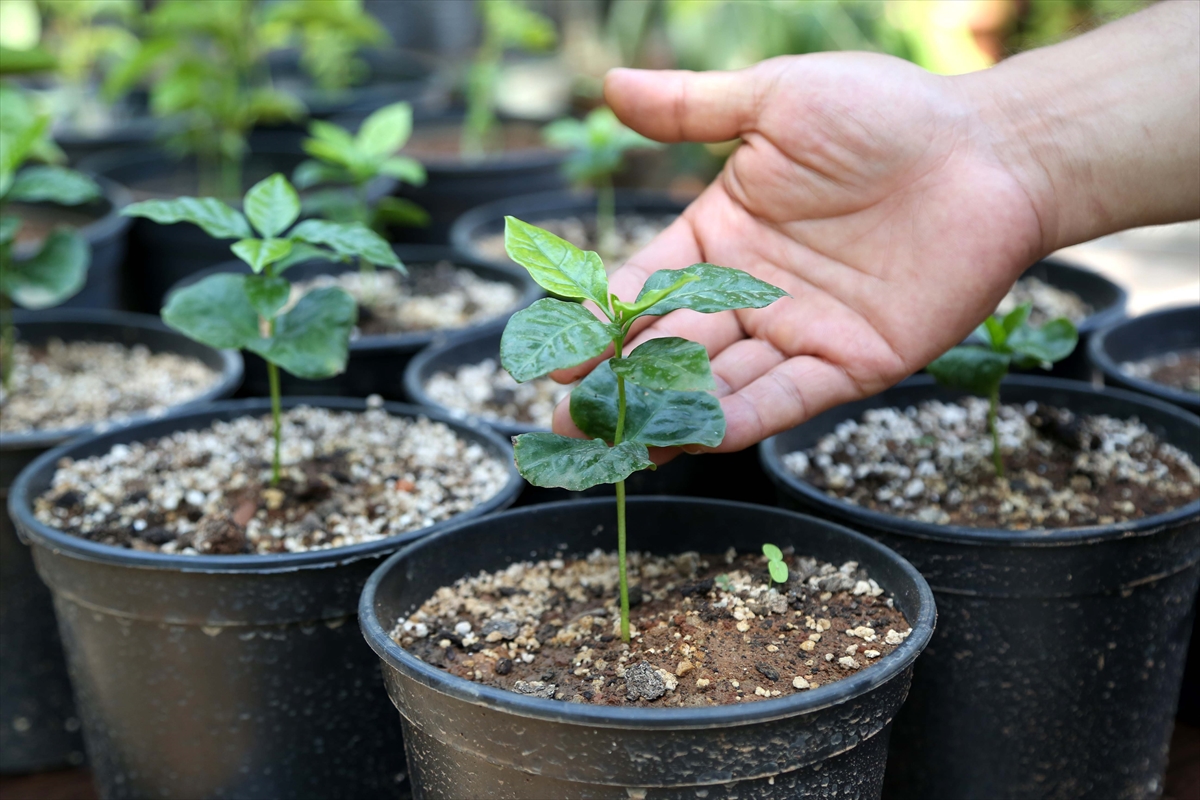 Kahve artık Toroslar'dan gelecek - 0
