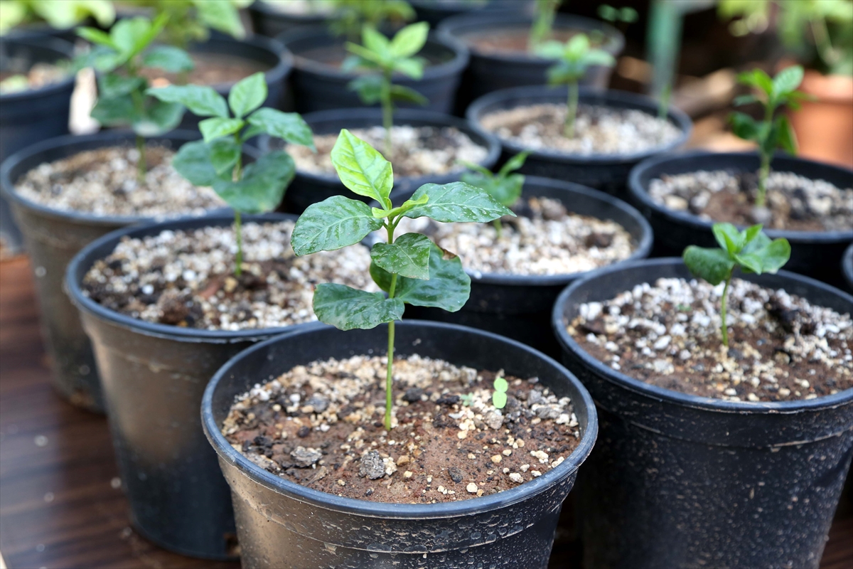 Kahve artık Toroslar'dan gelecek - 0