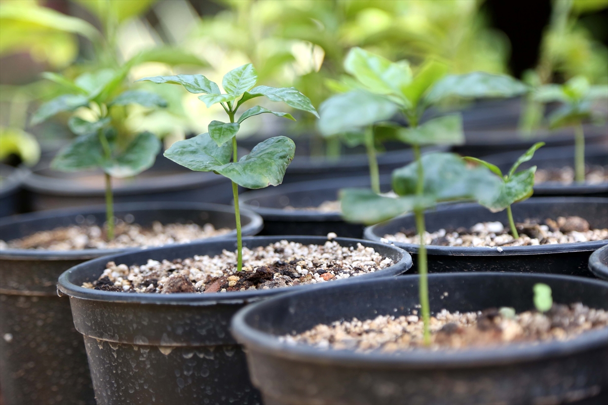 Kahve artık Toroslar'dan gelecek - 0