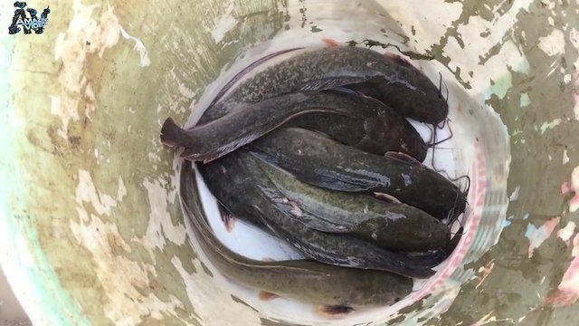 İşte ilginç bir balık avlama yöntemi - 33