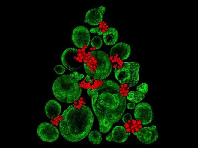 2017 Nikon makro fotoğraflar yarışmasının kazananları işte bu kareleri çekmiş! - 21