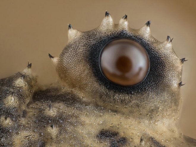 2017 Nikon makro fotoğraflar yarışmasının kazananları işte bu kareleri çekmiş! - 22