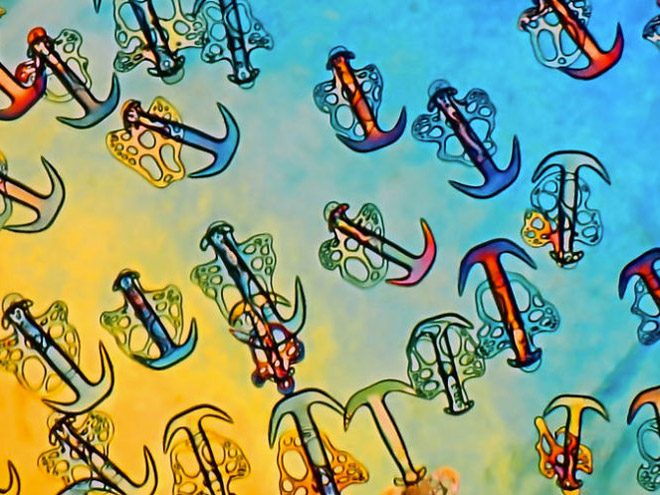 2017 Nikon makro fotoğraflar yarışmasının kazananları işte bu kareleri çekmiş! - 23