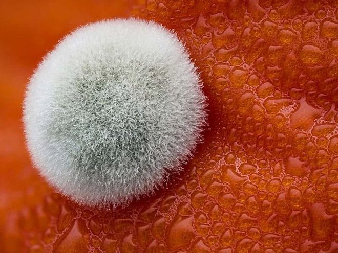 2017 Nikon makro fotoğraflar yarışmasının kazananları işte bu kareleri çekmiş! - 24