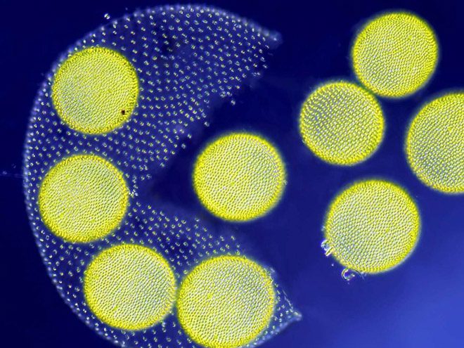 2017 Nikon makro fotoğraflar yarışmasının kazananları işte bu kareleri çekmiş! - 26