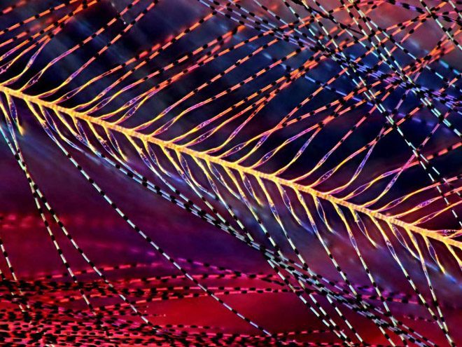 2017 Nikon makro fotoğraflar yarışmasının kazananları işte bu kareleri çekmiş! - 27