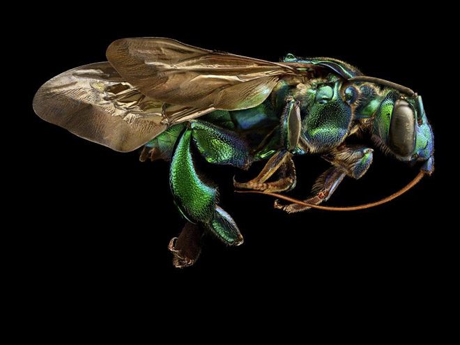 2017 Nikon makro fotoğraflar yarışmasının kazananları işte bu kareleri çekmiş! - 28