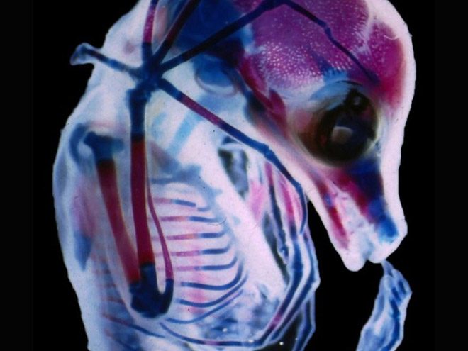 2017 Nikon makro fotoğraflar yarışmasının kazananları işte bu kareleri çekmiş! - 29