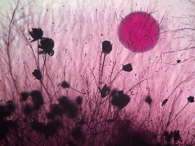 2017 Nikon makro fotoğraflar yarışmasının kazananları işte bu kareleri çekmiş! - 32