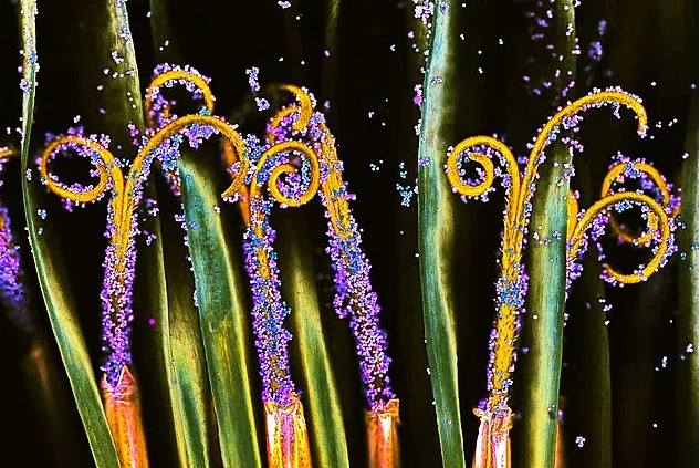 2017 Nikon makro fotoğraflar yarışmasının kazananları işte bu kareleri çekmiş! - 13