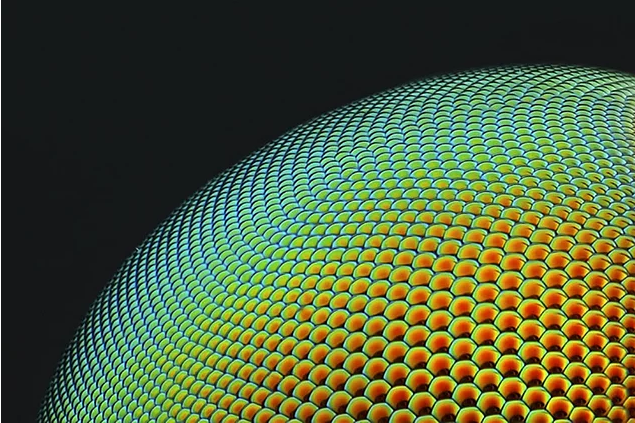 2017 Nikon makro fotoğraflar yarışmasının kazananları işte bu kareleri çekmiş! - 14