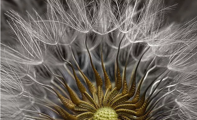 2017 Nikon makro fotoğraflar yarışmasının kazananları işte bu kareleri çekmiş! - 15