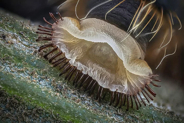 2017 Nikon makro fotoğraflar yarışmasının kazananları işte bu kareleri çekmiş! - 17