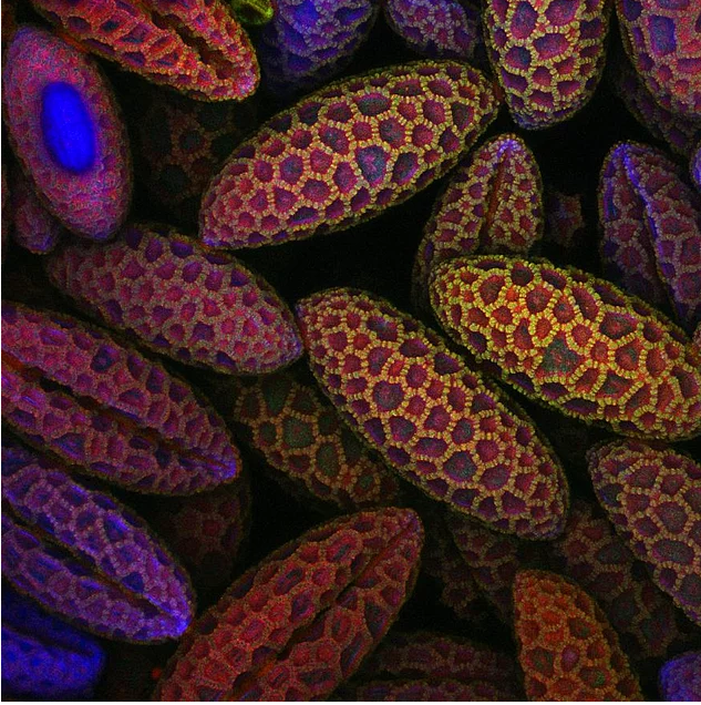 2017 Nikon makro fotoğraflar yarışmasının kazananları işte bu kareleri çekmiş! - 18