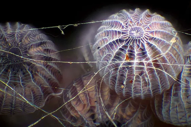 2017 Nikon makro fotoğraflar yarışmasının kazananları işte bu kareleri çekmiş! - 5