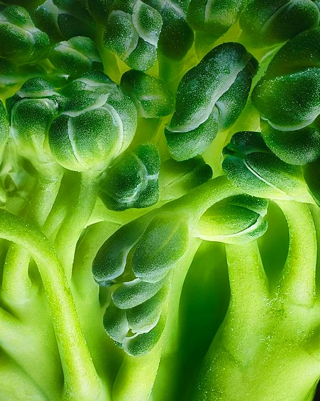 2017 Nikon makro fotoğraflar yarışmasının kazananları işte bu kareleri çekmiş! - 6